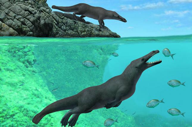 В Перу обнаружили останки древнего четвероногого кита 