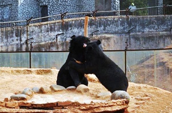 Гималайские медведи играют вместе в спасательном центре диких животных Юньнани
