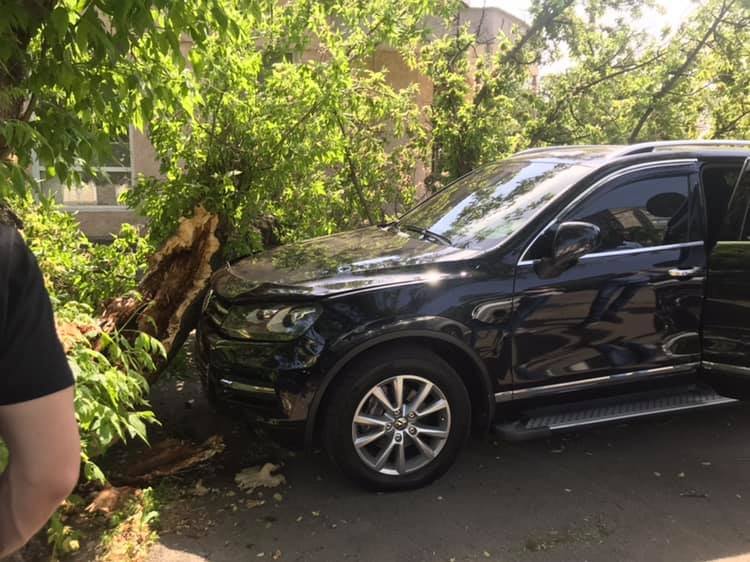 В центре Николаева дерево рухнуло на автомобиль 