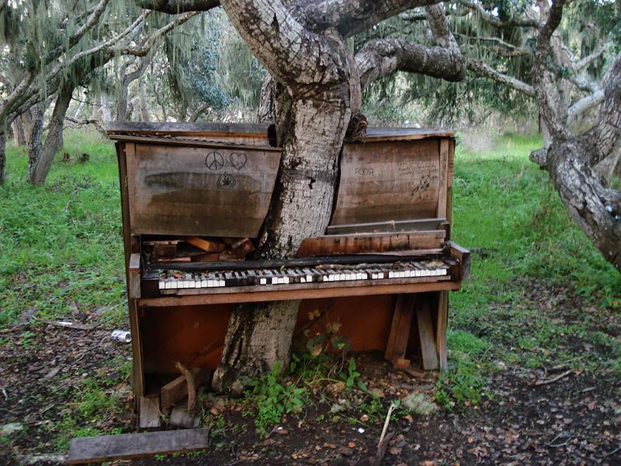 Дерево проросшее в старом фортепиано, Калифорния
