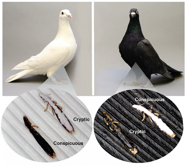 Вши помогли доказать часть теории Дарвина