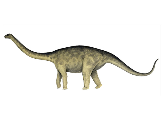 Ученые открыли новый вид динозавров