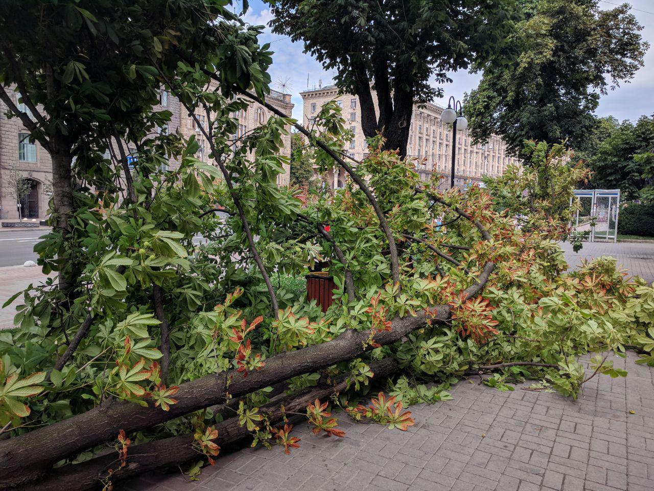 Ветер повалил огромный каштан на Крещатике