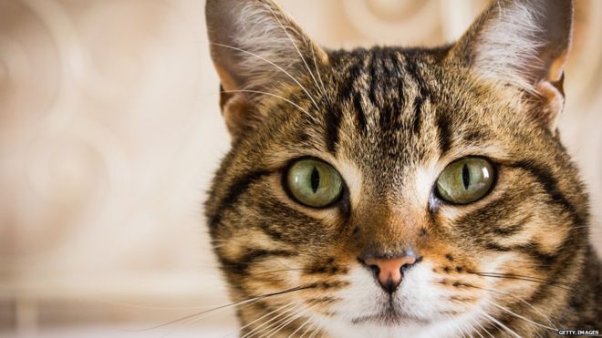 Ученые выяснили, что кошки понимают человеческую речь