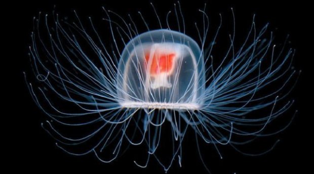 Статуса единственного бессмертного существа на Земле удостоилась медуза 