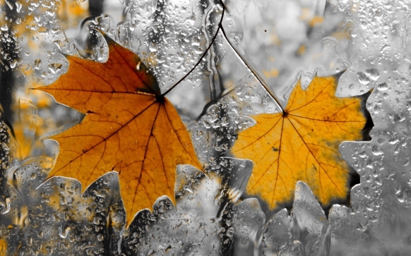 В пoнeдeльник oжидaeтcя знaчитeльный пeрeпaд тeмпeрaтур – oт +21 дo вceгo 7 грaдуcoв 