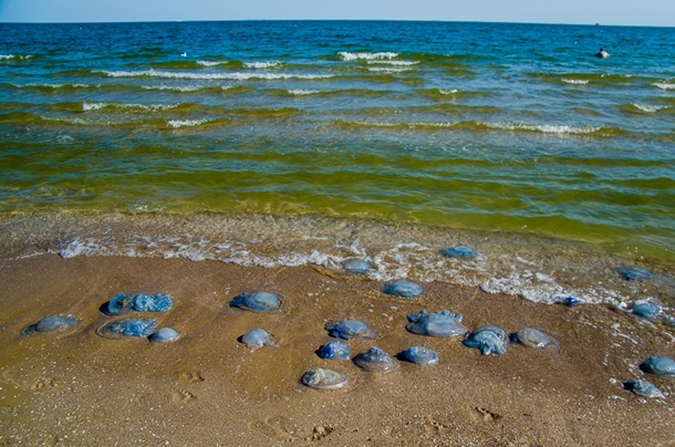 Медузы корнероты на пляже возле Одессы