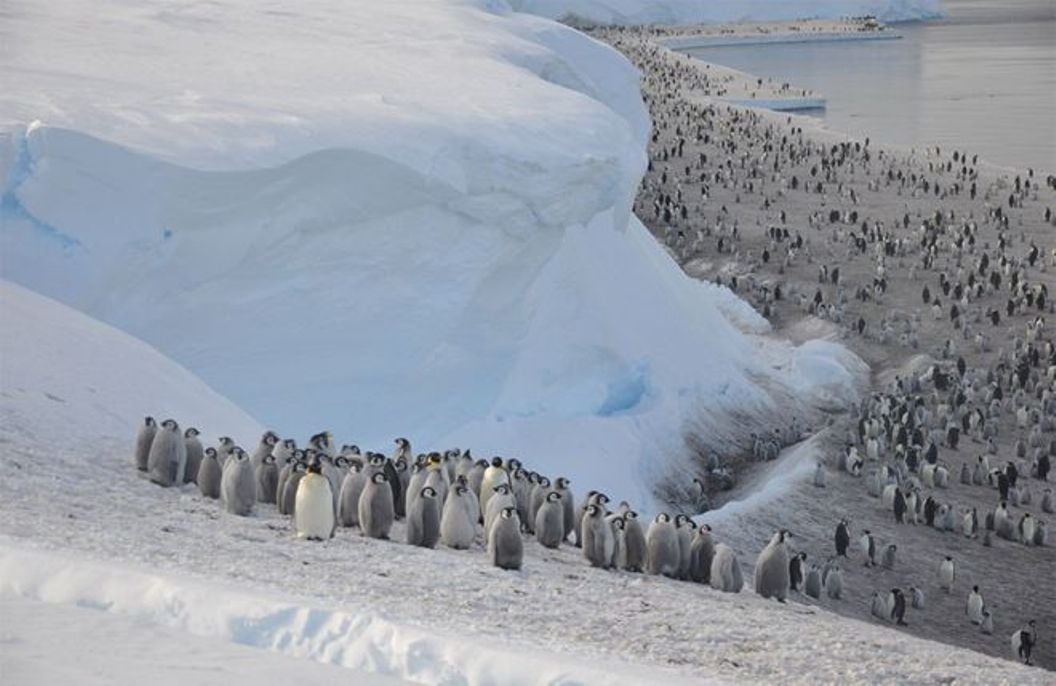 В Антарктиде погибли тысячи цыплят императорских пингвинов