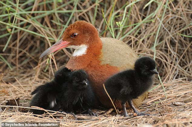 Кювьеров пастушок