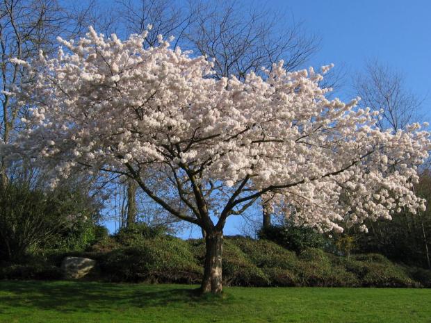 Яблоня гороскоп друидов 