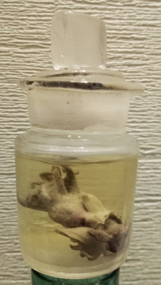 В Одессе обнаружен уникальный сосуд с детенышем-осьминогом