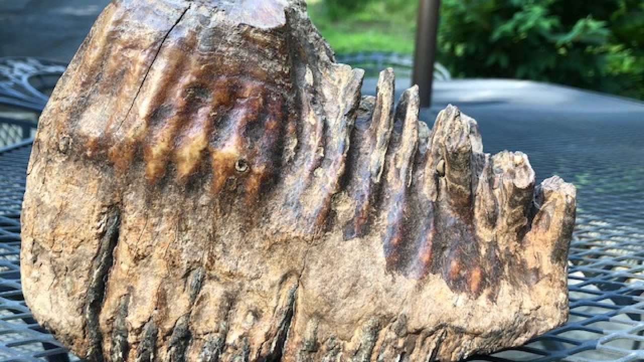 В США ребенок случайно нашел тысячелетний зуб