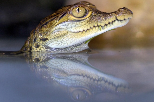 Убили крокодила 