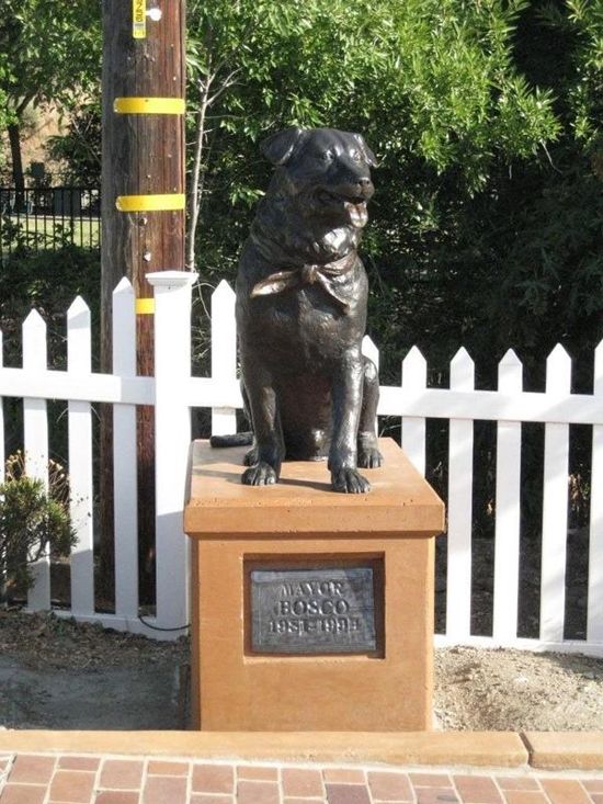 Мэр-собака Боско