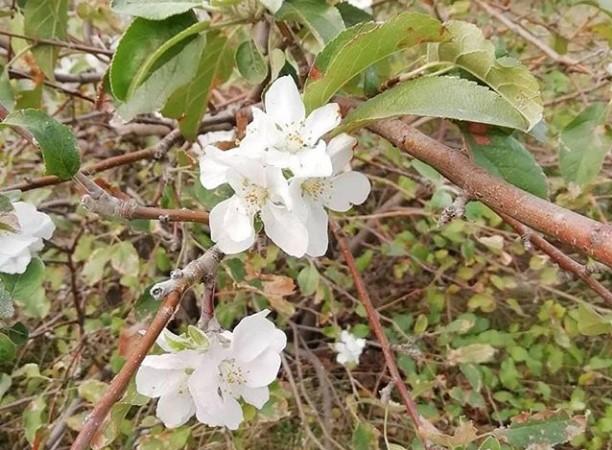 Фото: в Запорожье зацвели яблони