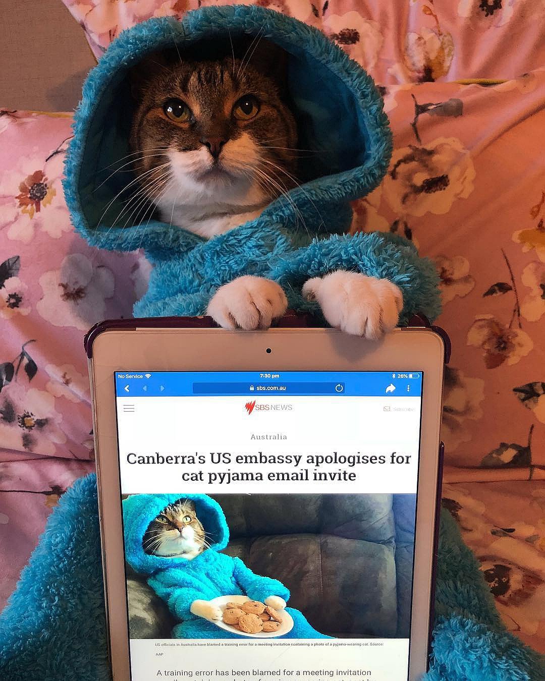 Кот Джоуи прославился из-за невнимательности американских дипломатов