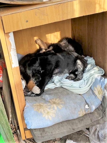 Под Киевом выбросили на мусорник щенков в чемодане