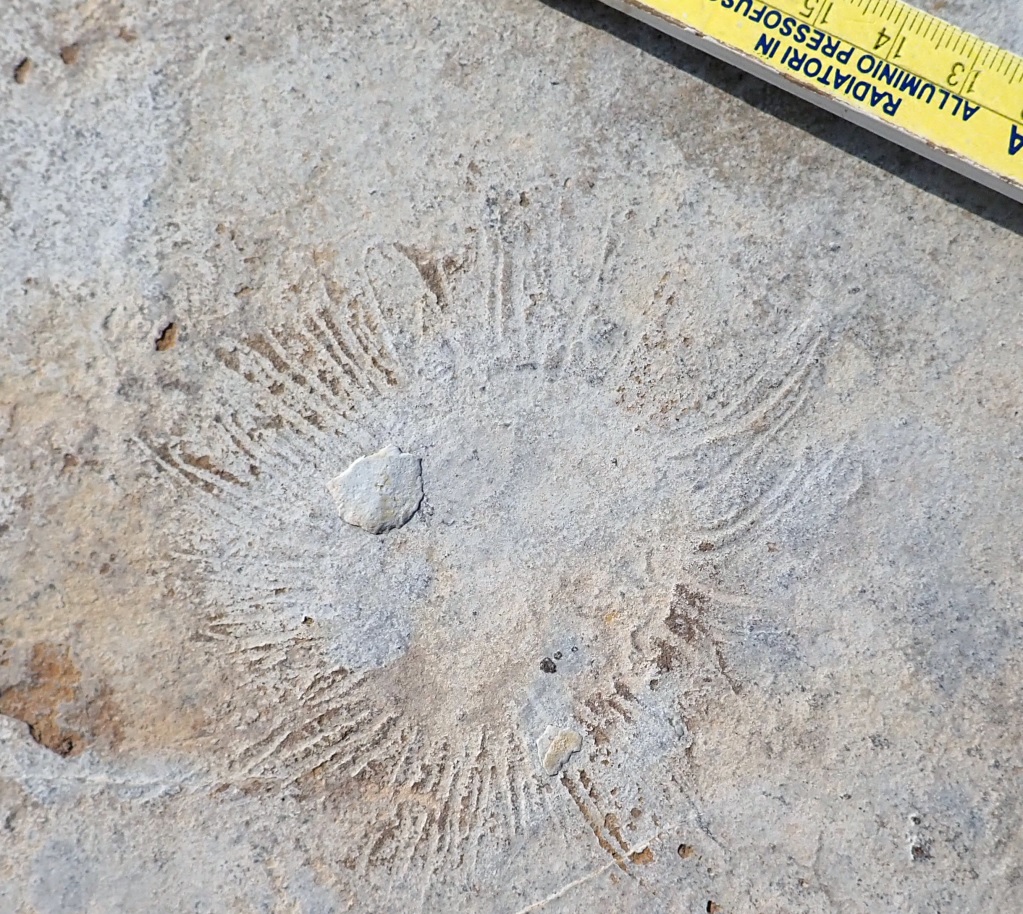 Ученые обнаружили сенсационную находку в Якутии 