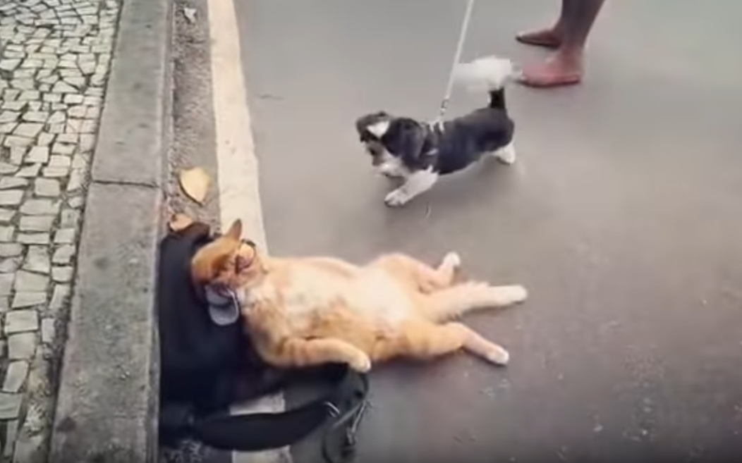 Отдыхающий кот. Кот "покладун"