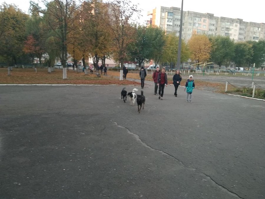 У входа в школу детей встречает стая бездомных собак