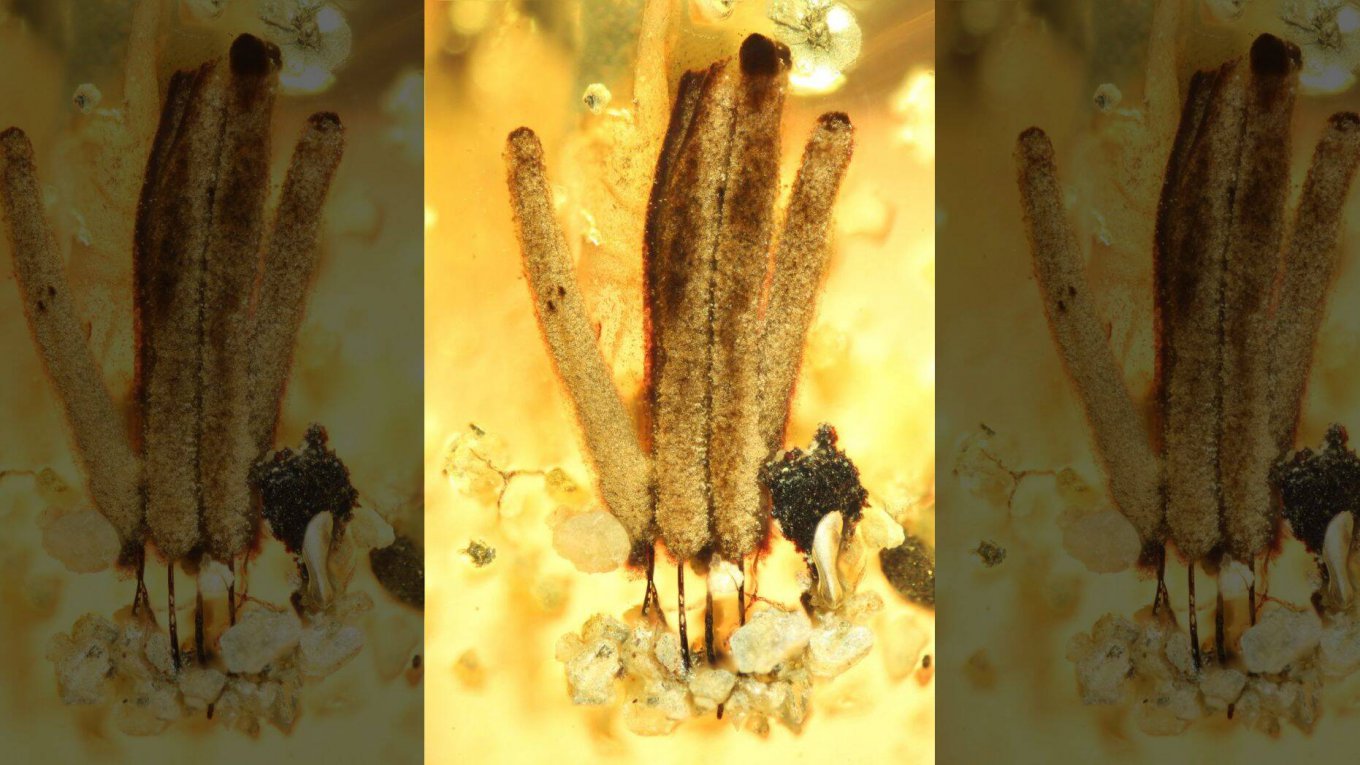 Ученые обнаружили уникальную плесень возрастом 100 миллионов лет