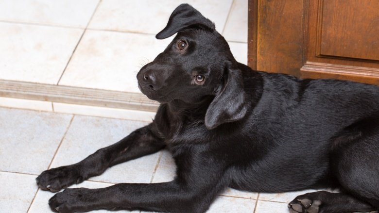 Почему собаки наклоняют головы