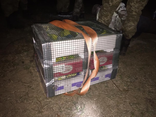 Пограничники задержали мужчину, который пытался пронести в Беларусь 150 попугаев 