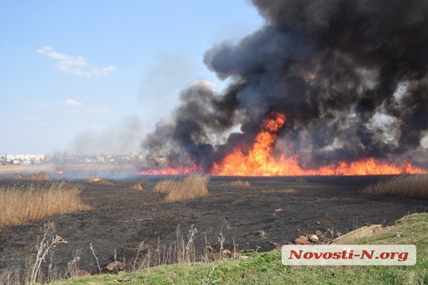 Пожары наносят колоссальный ущерб речной фауне