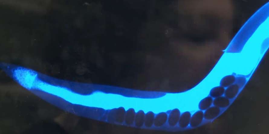 Ученым удалось запечатлеть смерть на фото 