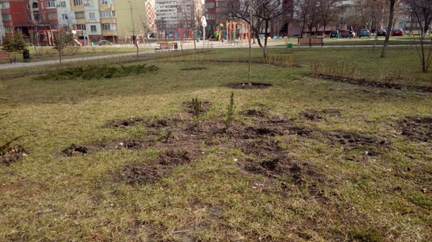Вандалы выкопали и украли саженцы