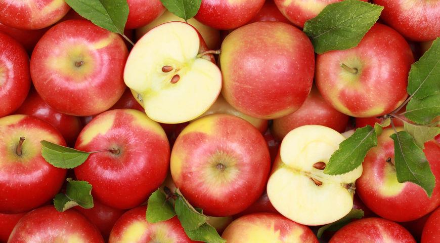 Яблоки очень полезны для здоровья