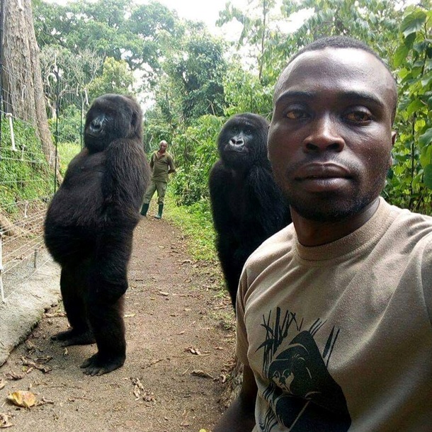 В Конго сняли, как гориллы позируют для селфи