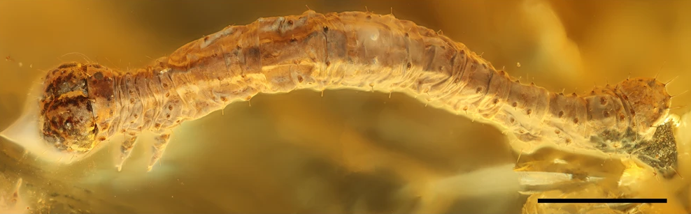 Самая древняя гусеница