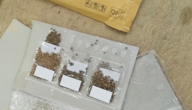 В Киеве изъяли посылку с семенами каннабиса