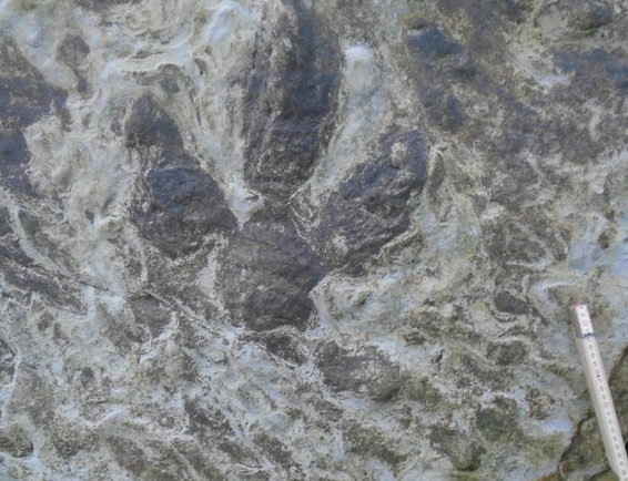 Окаменелые следы динозавров