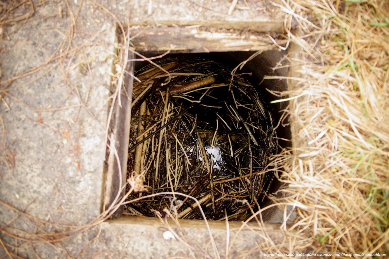 Нашли необычное гнездо бобра в бетонном колодце
