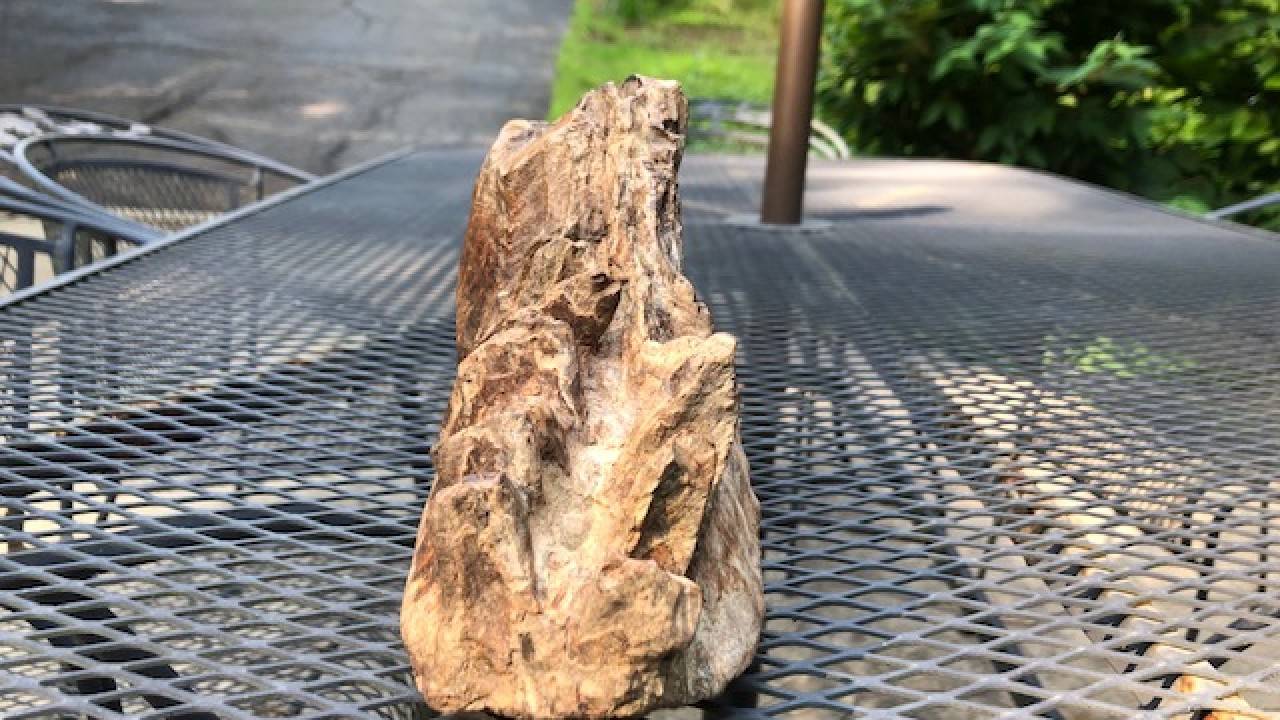 Американский школьник случайно нашел зуб мастодонта