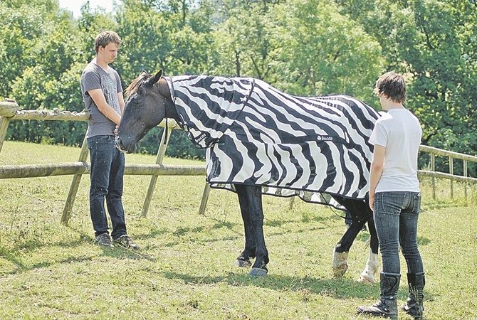 Ученые выяснили, почему зебры полосатые