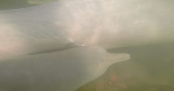 Ученые расшифровали язык амазонских речных дельфинов