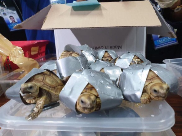 В аэропорту Филиппин в багаже обнаружили 1500 обмотанных скотчем черепах