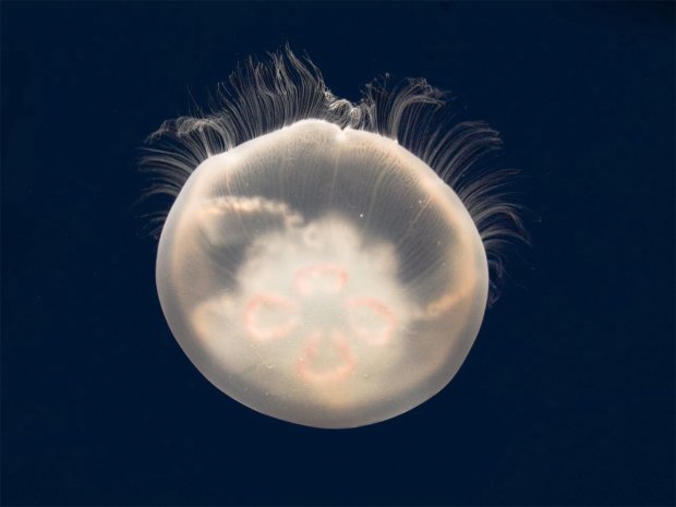 Статуса единственного бессмертного существа на Земле удостоилась медуза 