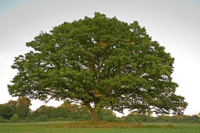 Дуб гороскоп друидов 