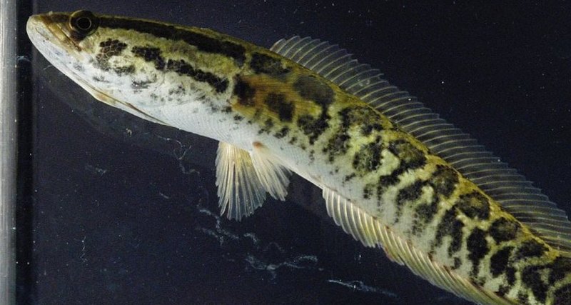 Северный змееголов