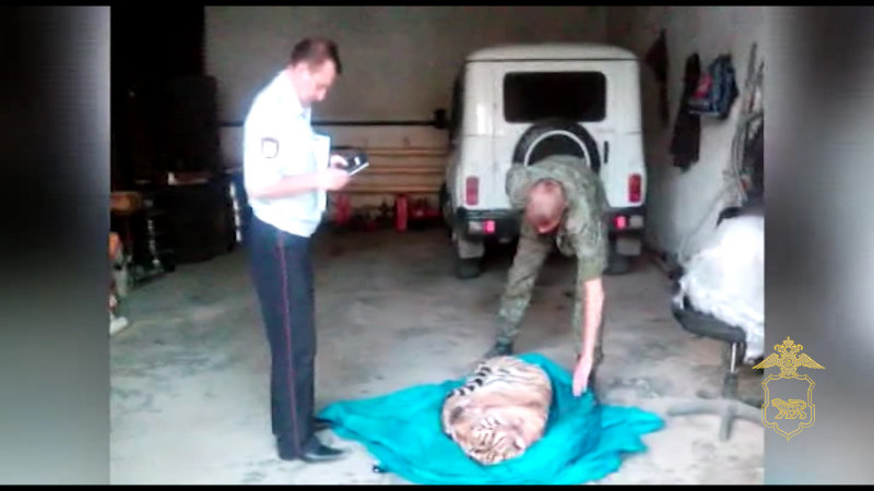 Полицейские демонстрируют найденную тушу тигра