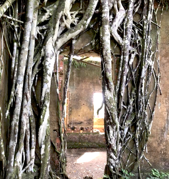 Джунгли Амазонии поглощают заброшенные поселения