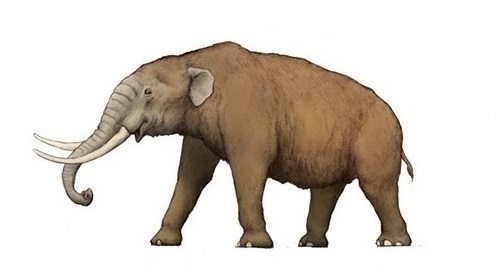 Карликовый стегодон