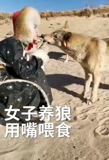 Китаянка кормит восемь волков изо рта