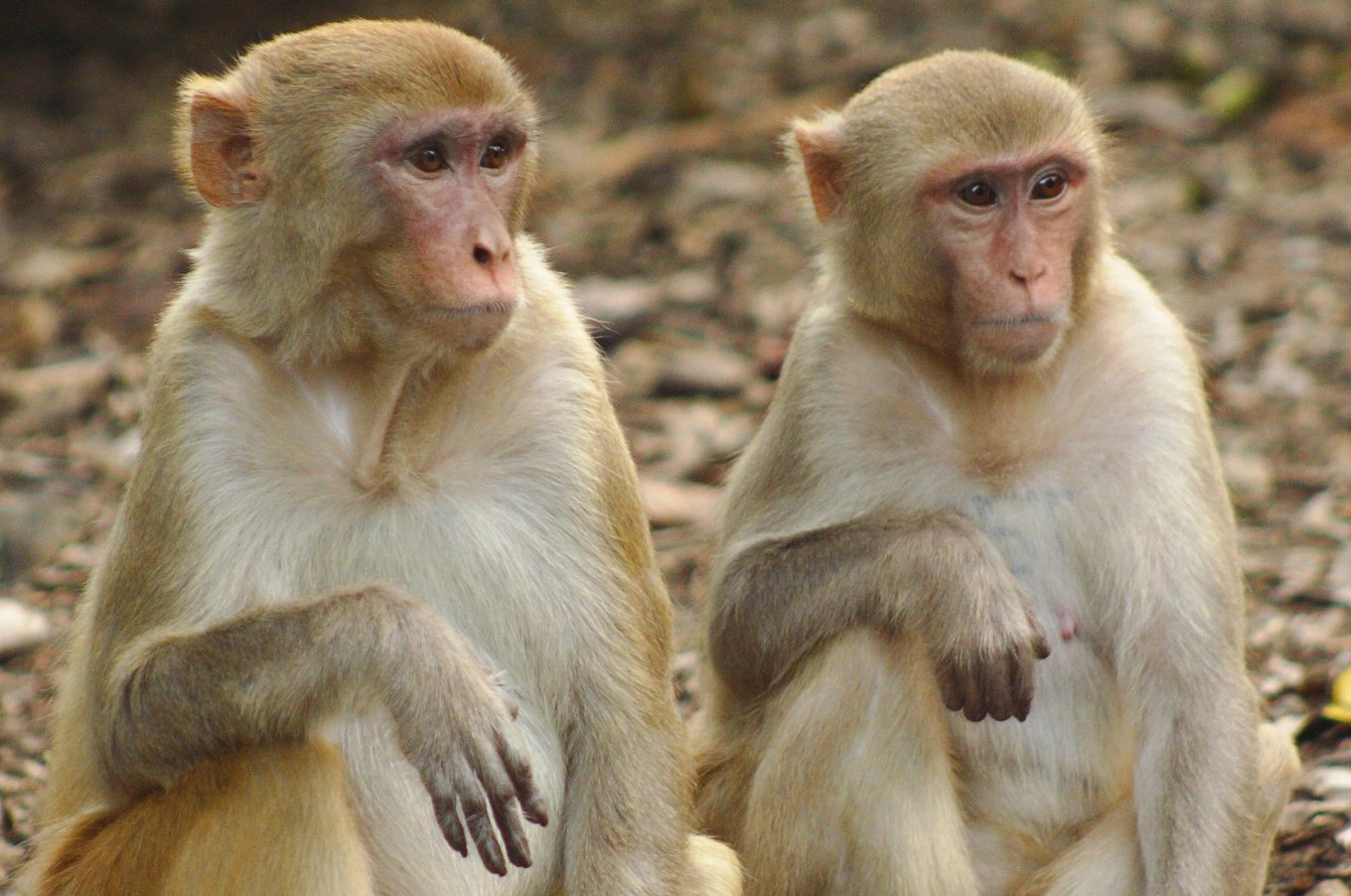 Китайские ученые пересадили обезьянам человеческий ген