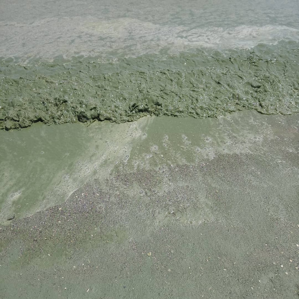 Вода в Черном море позеленела