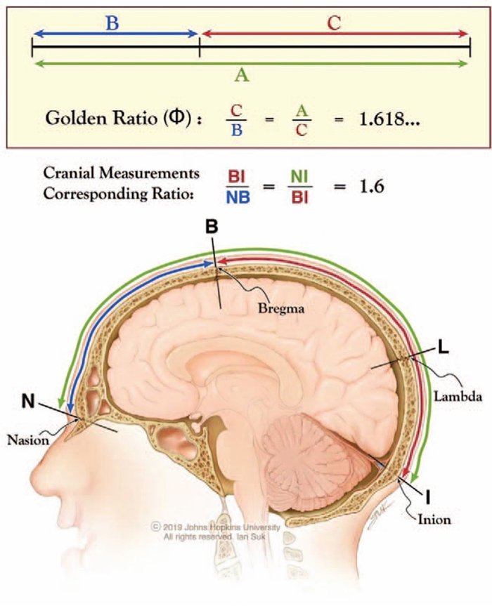 Схема расположения иниона и брегмы в черепе человека